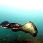 Art Reef Bull Ray